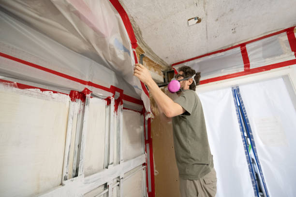 Best Black Mold Removal  in Douglass Hills, KY