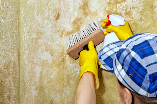 Best Asbestos and Lead Testing During Mold Inspection  in Douglass Hills, KY