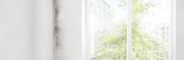 Best Forensic Mold Investigation  in Douglass Hills, KY